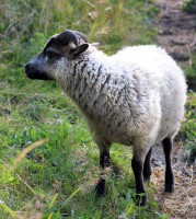 /album/fotogalerie-shetlandske-ovce/farma-beskydy-foto-cieslar-3494-jpg1/